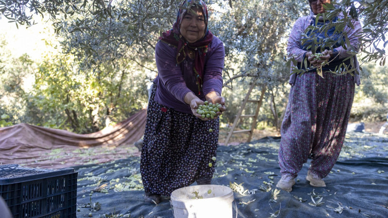 MERSİN BÜYÜKŞEHİR’İN FİDAN DESTEKLERİ MEYVESİNİ VERİYOR