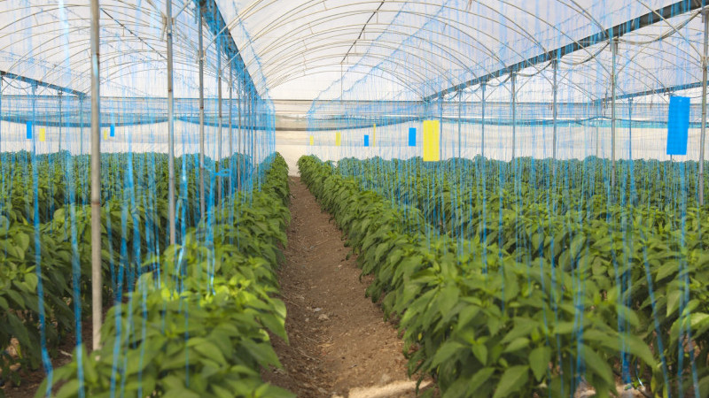 ÜRETİCİLERE SERA İPİ VE YAPIŞKANLI TUZAK DESTEĞİ