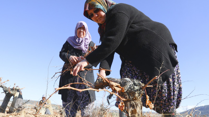 ORGANİK TARIM MERSİN BÜYÜKŞEHİR İLE YAYGINLAŞIYOR