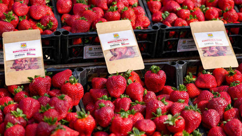 TARSUS’TA ÇİLEK HASADI ŞENLİĞİ