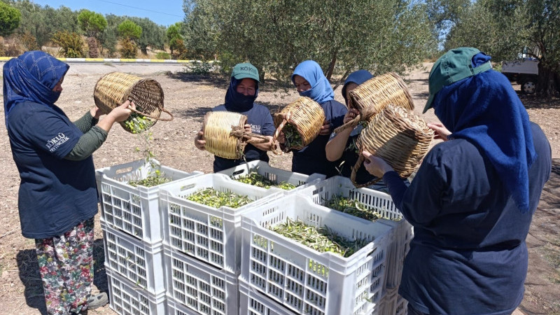 AYVALIK’TA YILIN İLK ZEYTİN HASADI YAPILDI